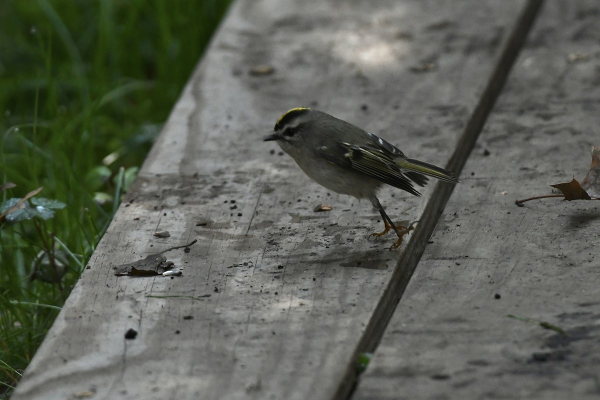 Golden-crowned Kinglet - ML611373175