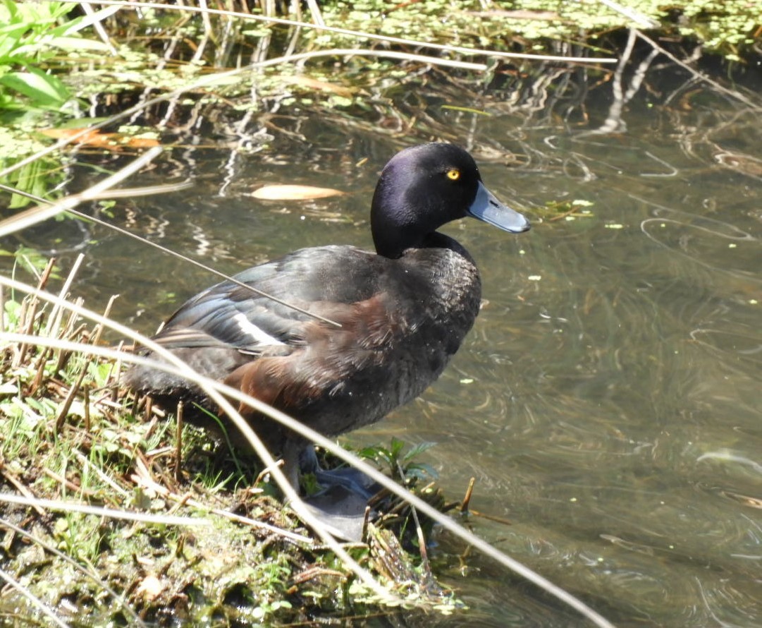 New Zealand Scaup - ML611373200