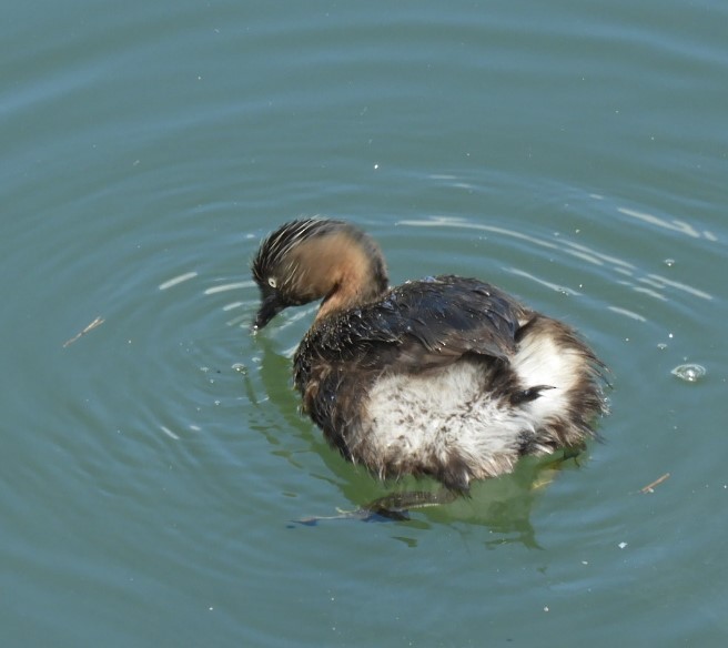 New Zealand Grebe - ML611373212