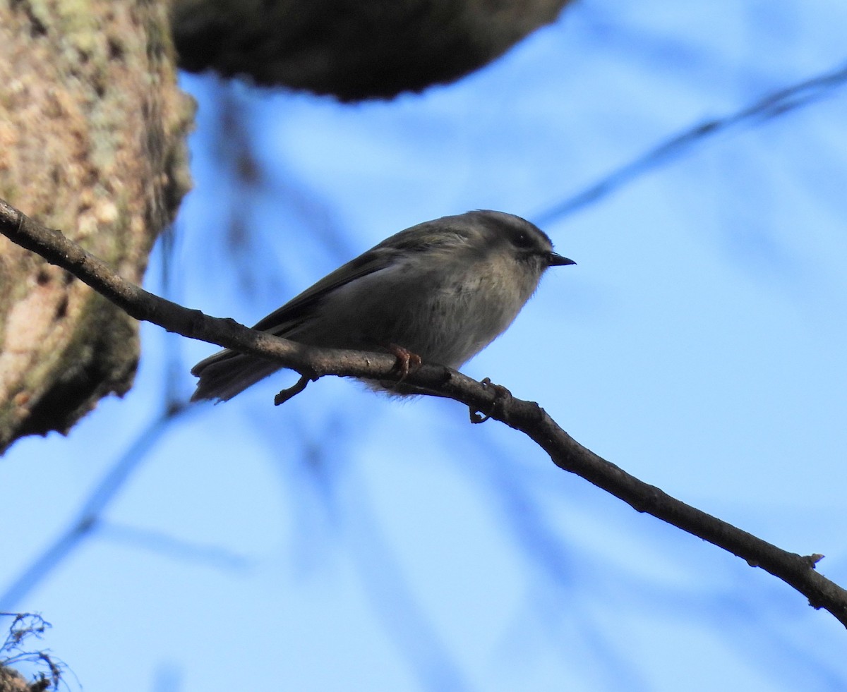 Golden-crowned Kinglet - Jeanene Daniels