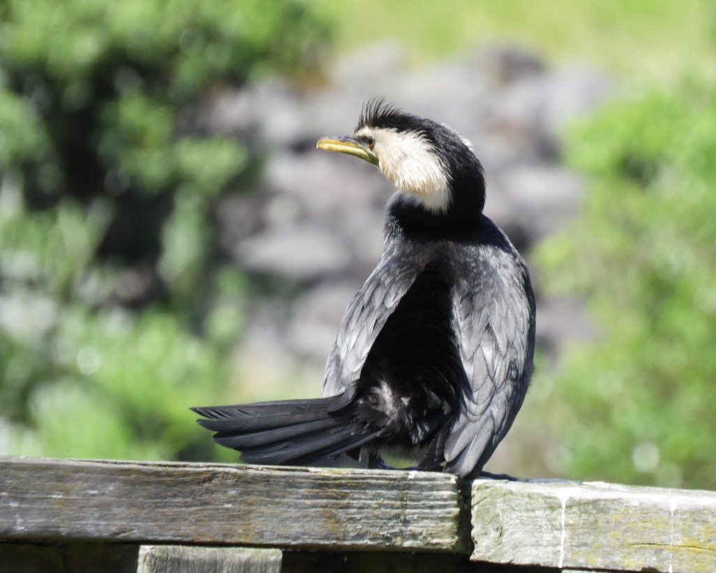 Little Pied Cormorant - ML611373225