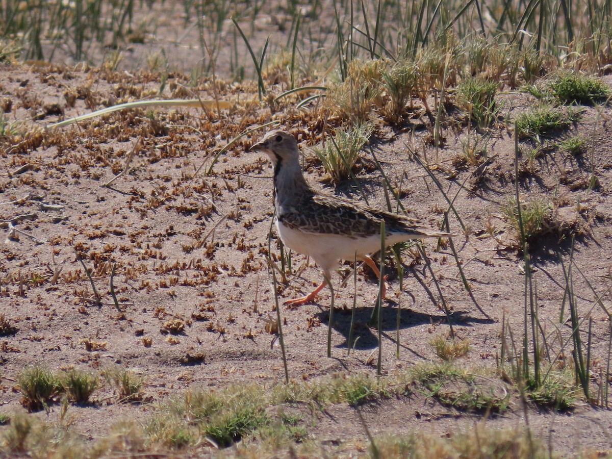 Least Seedsnipe - ML611373238