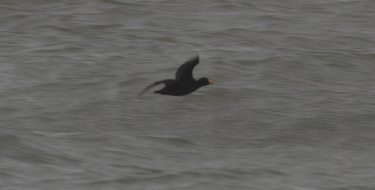 Black Scoter - ML611373257