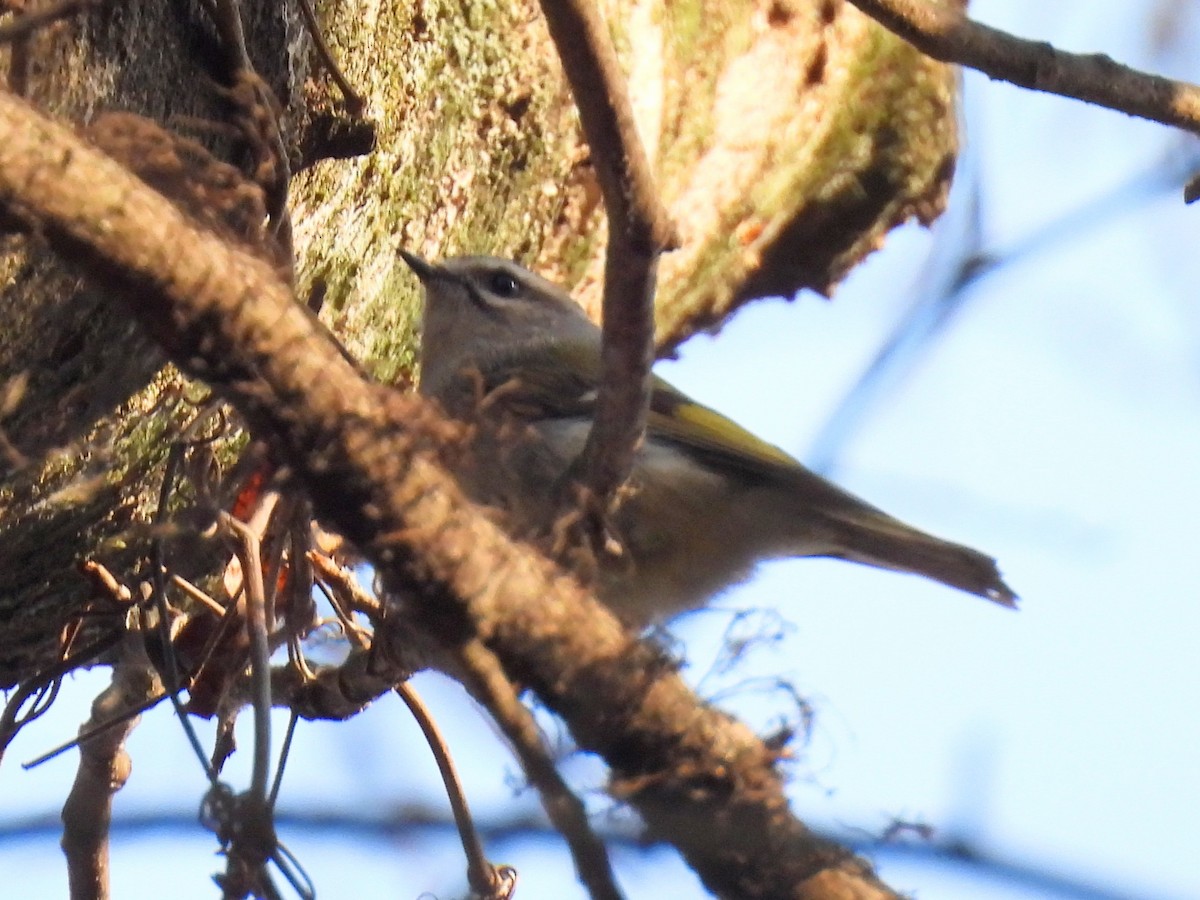 Roitelet à couronne dorée - ML611373313