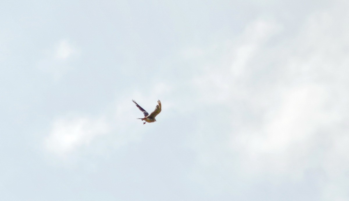 American Kestrel - ML611373373