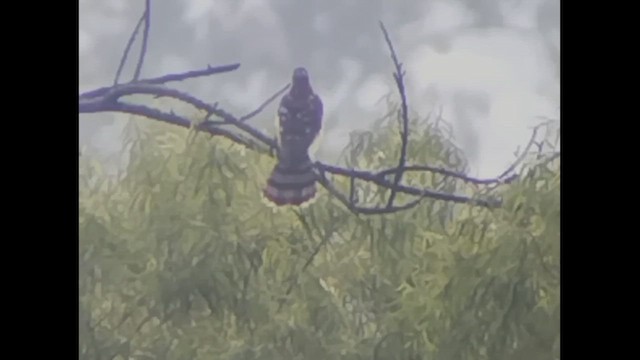 Cooper's Hawk - ML611373386