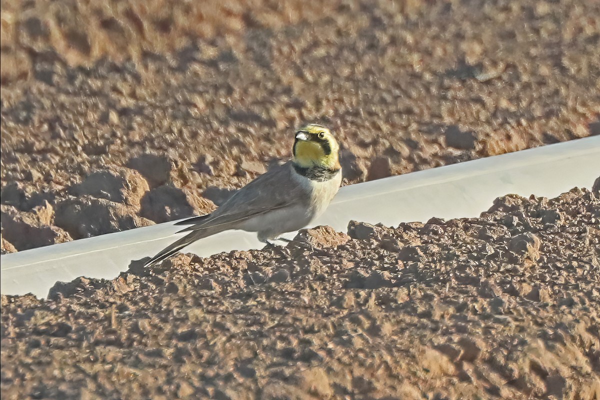 Horned Lark - Catherine Jacobs