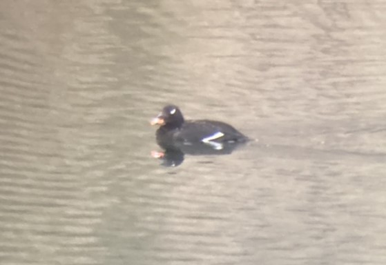 White-winged Scoter - ML611373624