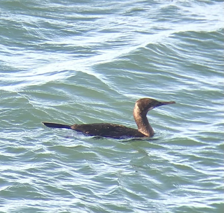 Brandt's Cormorant - ML611373653