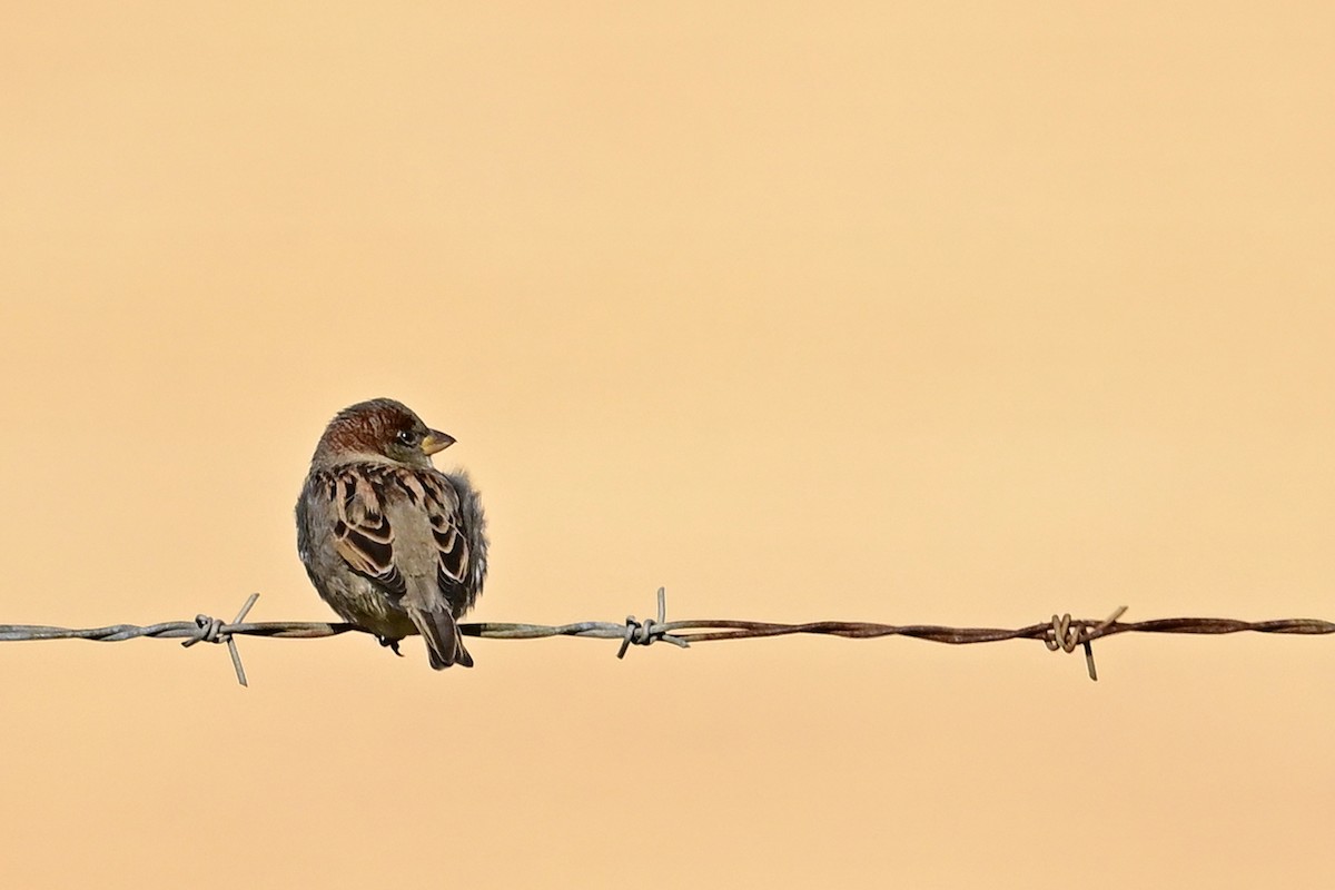 House Sparrow - ML611373696