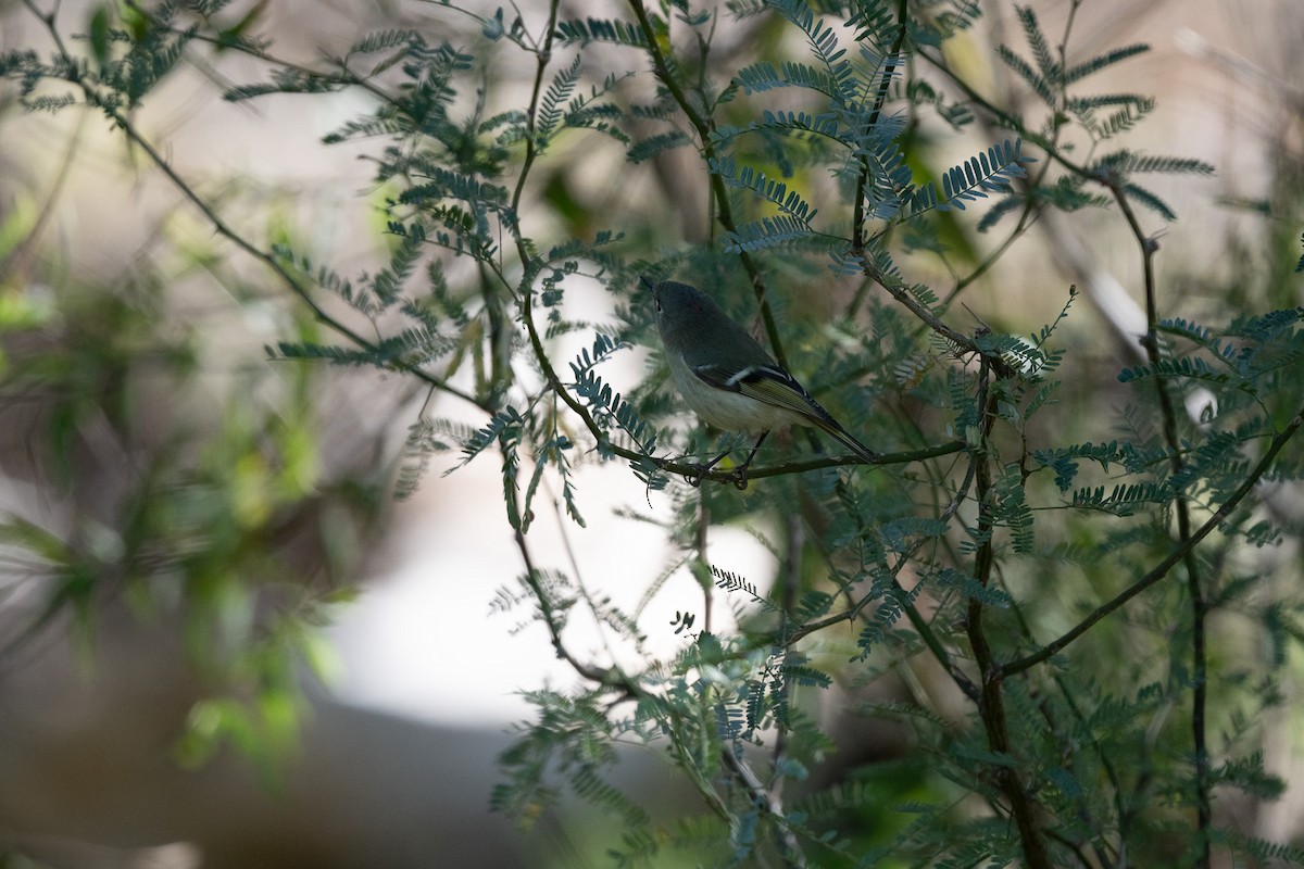 Ruby-crowned Kinglet - ML611373715