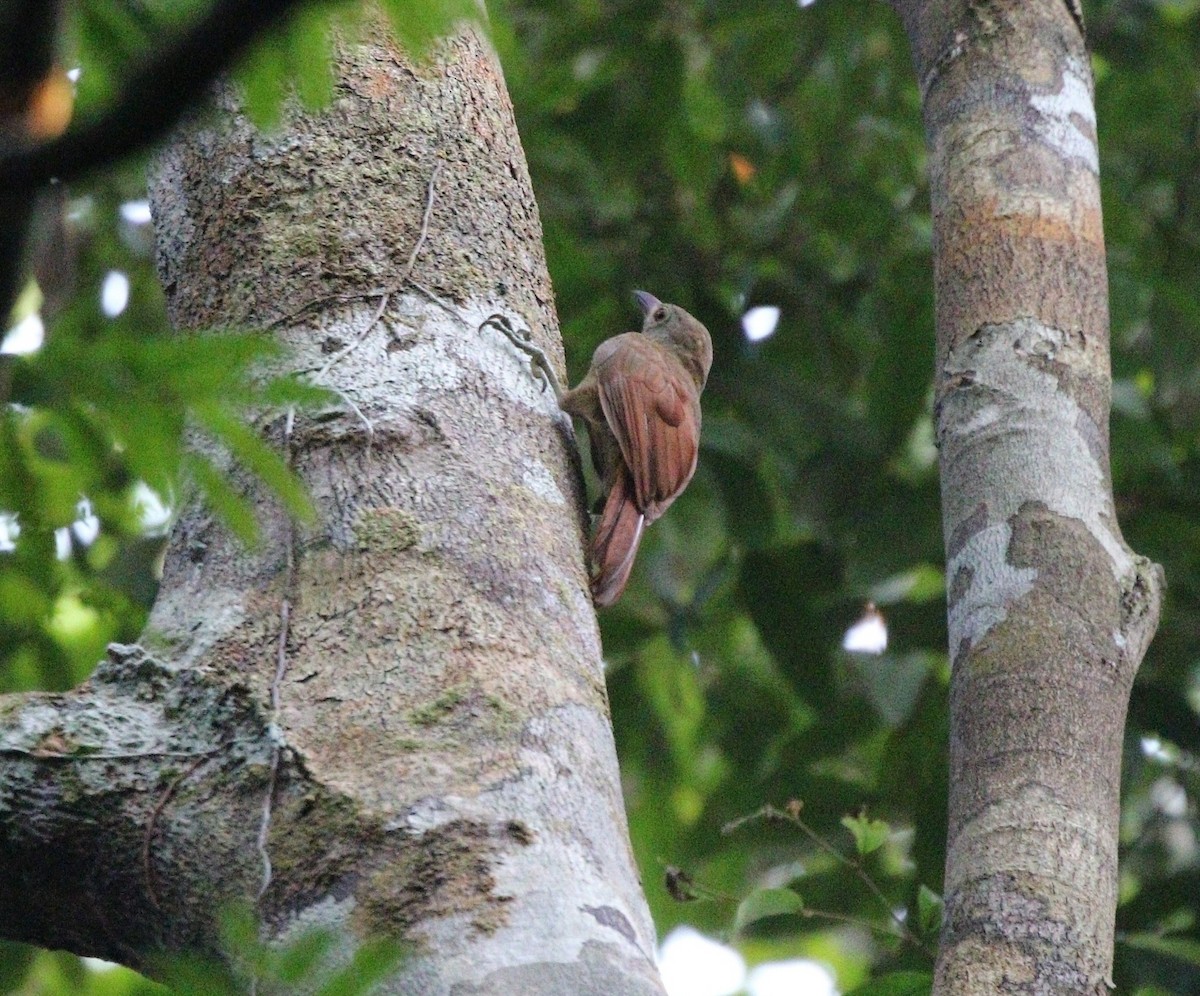 Uniform Woodcreeper - Richard Greenhalgh