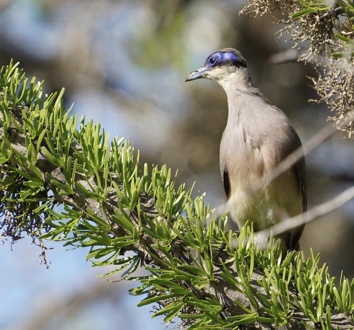 Red-capped Coua - ML611373824