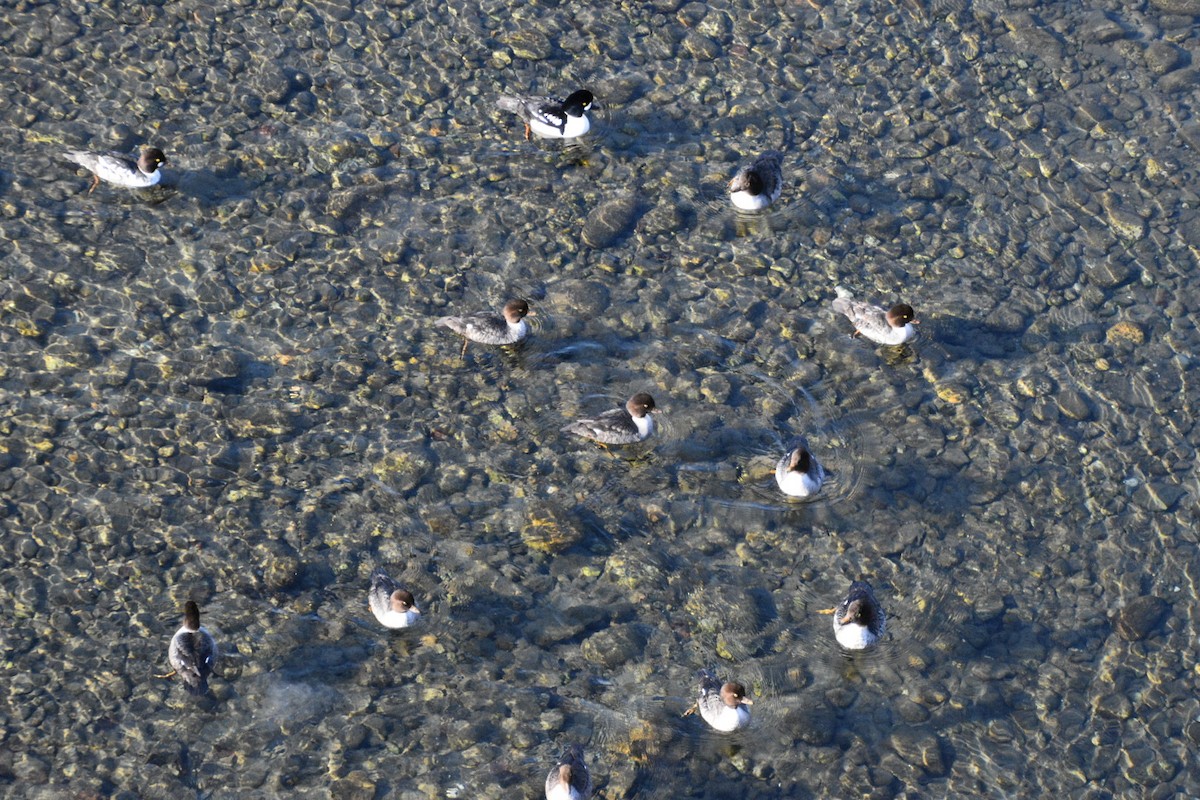 Common/Barrow's Goldeneye - ML611373839