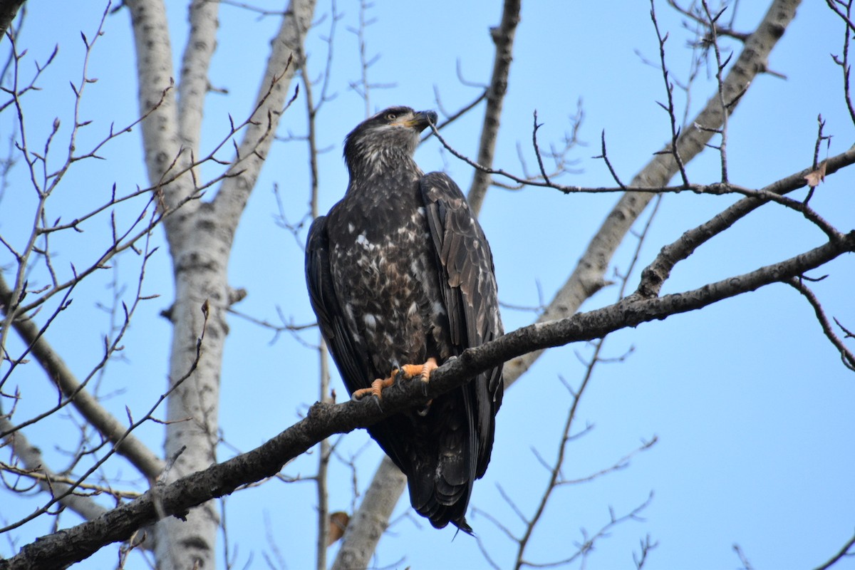 Bald Eagle - ML611373872