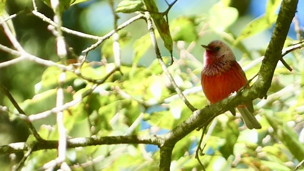 Pink-headed Warbler - ML611373908