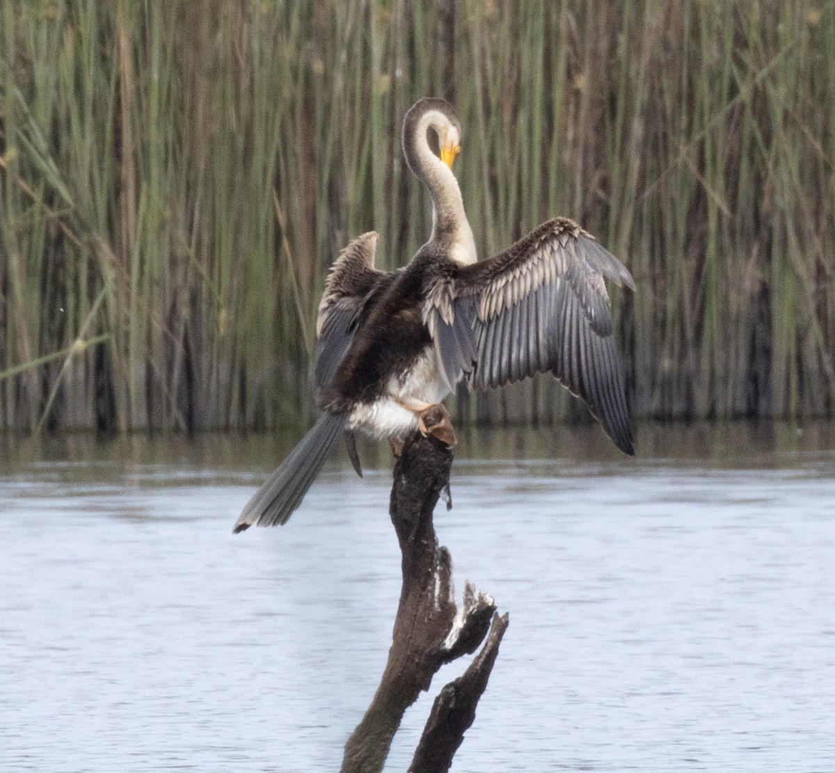 Australasian Darter - ML611374035