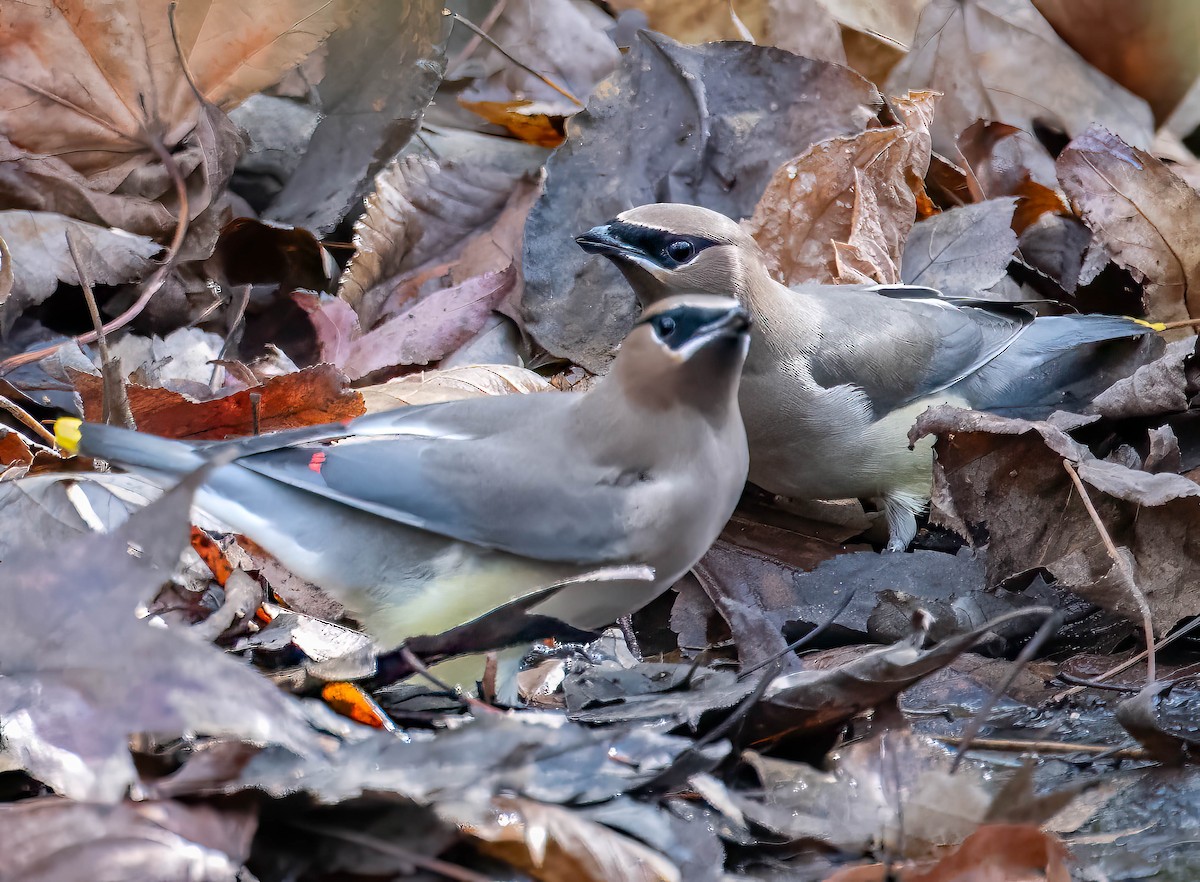 Cedar Waxwing - ML611374046