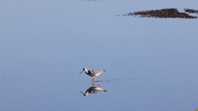 Greater Yellowlegs - ML611374122