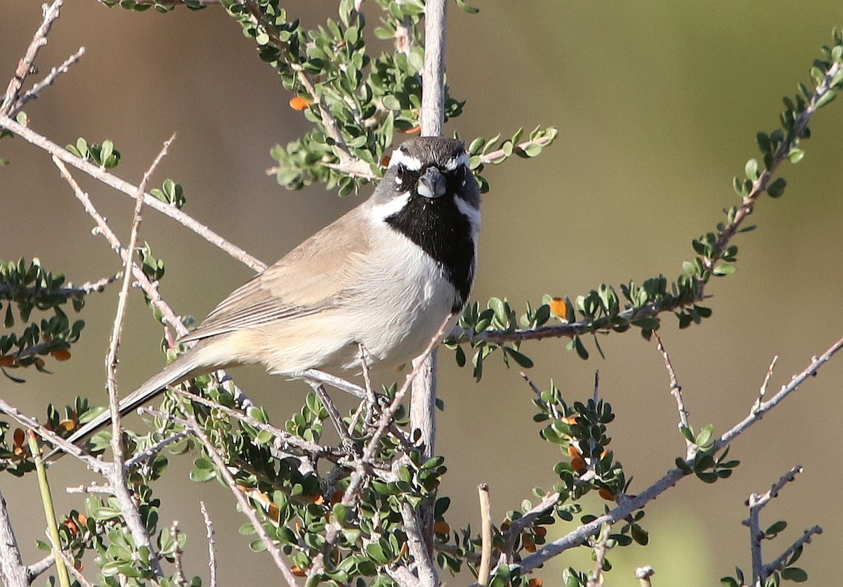 Black-throated Sparrow - ML611374262