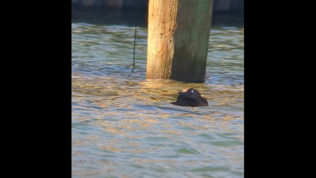 Harlequin Duck - ML611374298