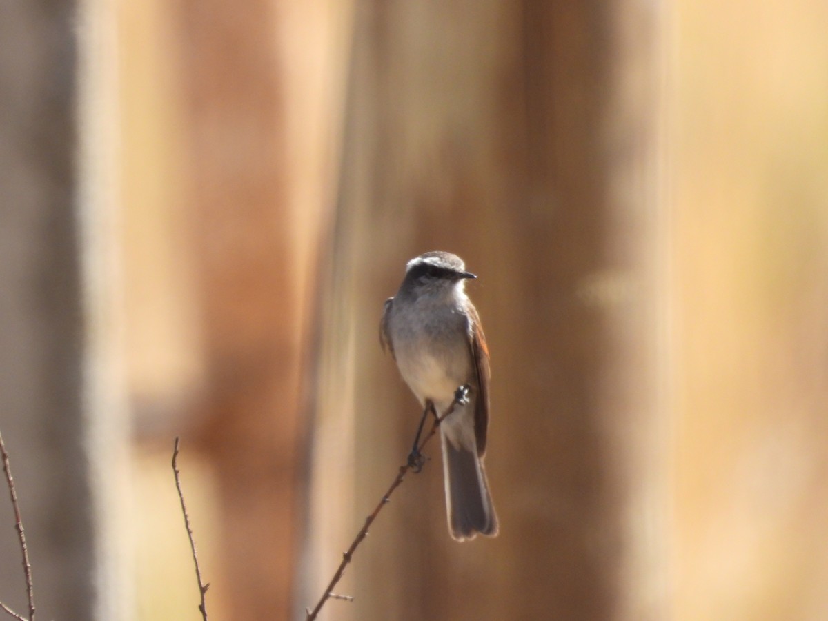 White-browed Chat-Tyrant - ML611374412