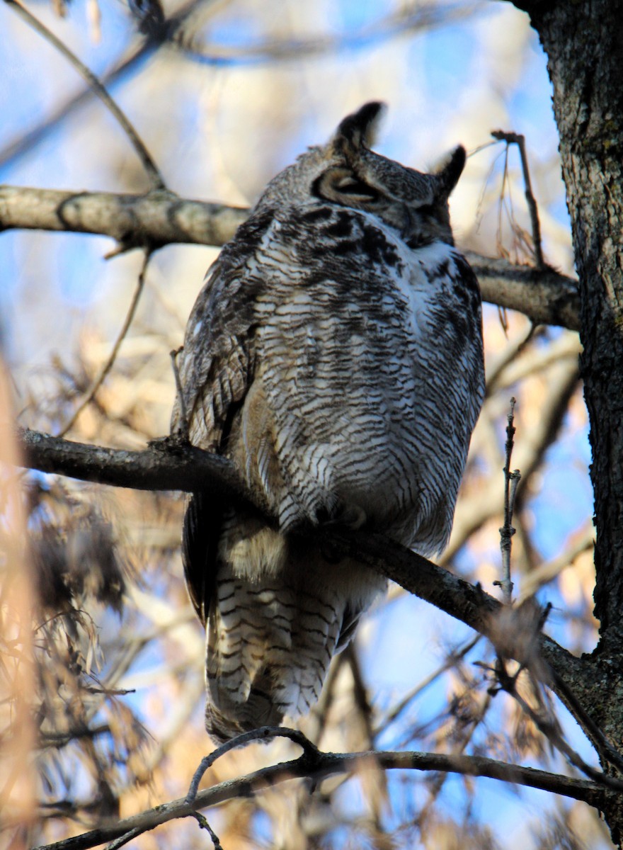 Great Horned Owl - ML611374423