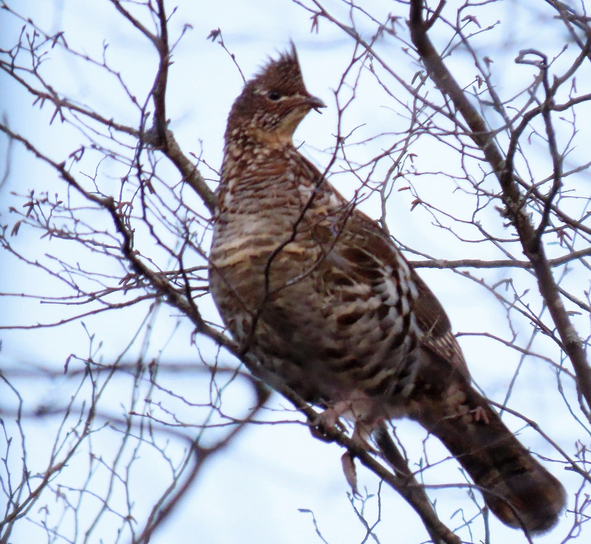 Ruffed Grouse - ML611374448