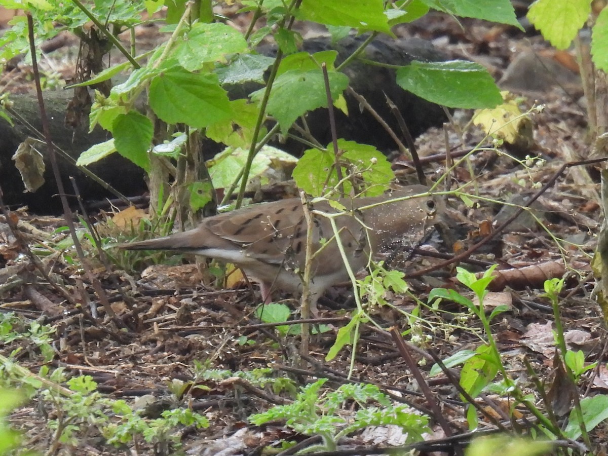 Ecuadorian Ground Dove - Tor Svanoe