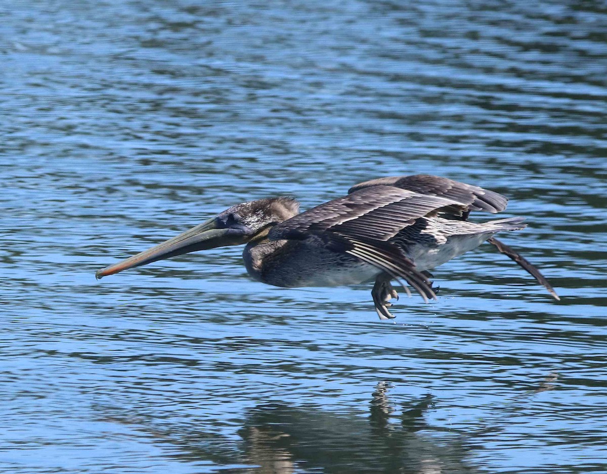 Brown Pelican - ML611374463