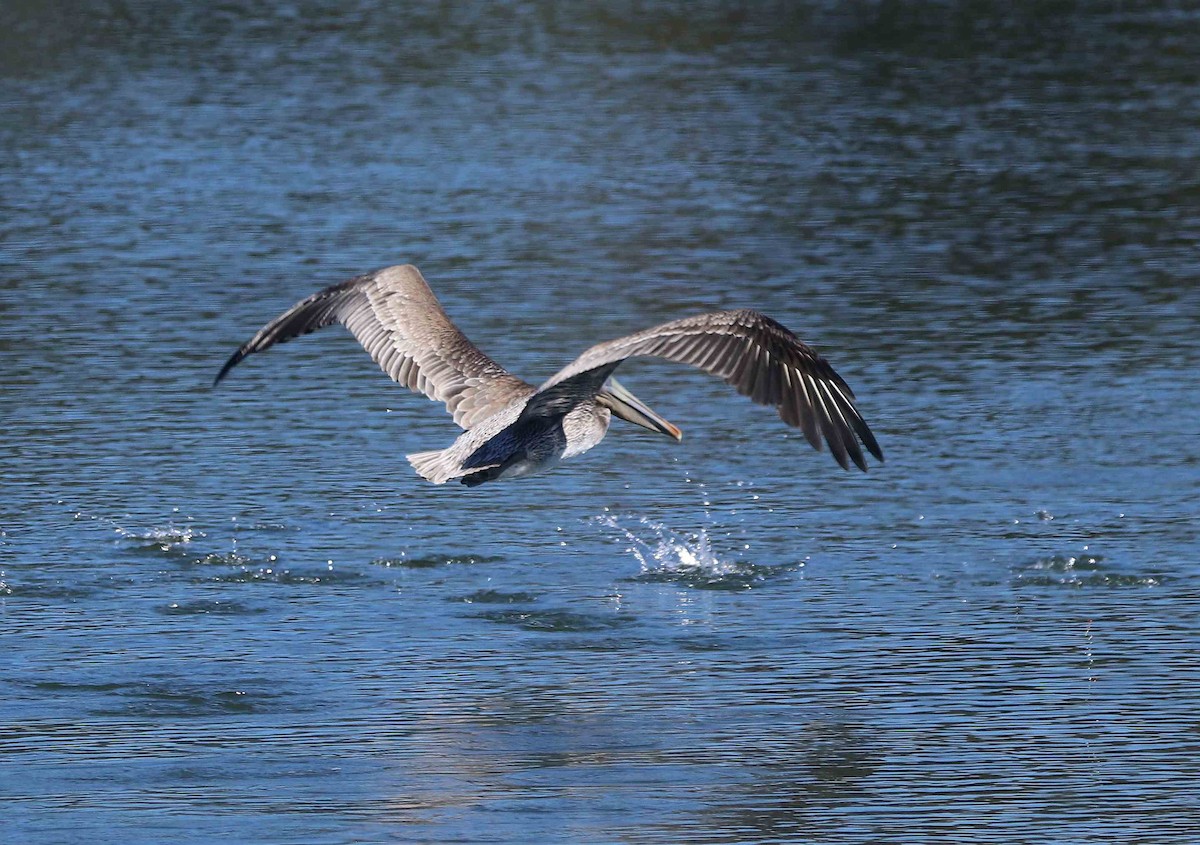 Brown Pelican - Loren Kliewer