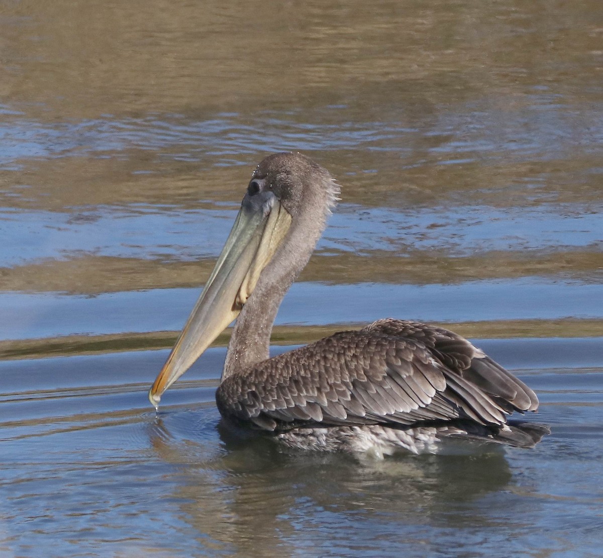 Brown Pelican - ML611374466