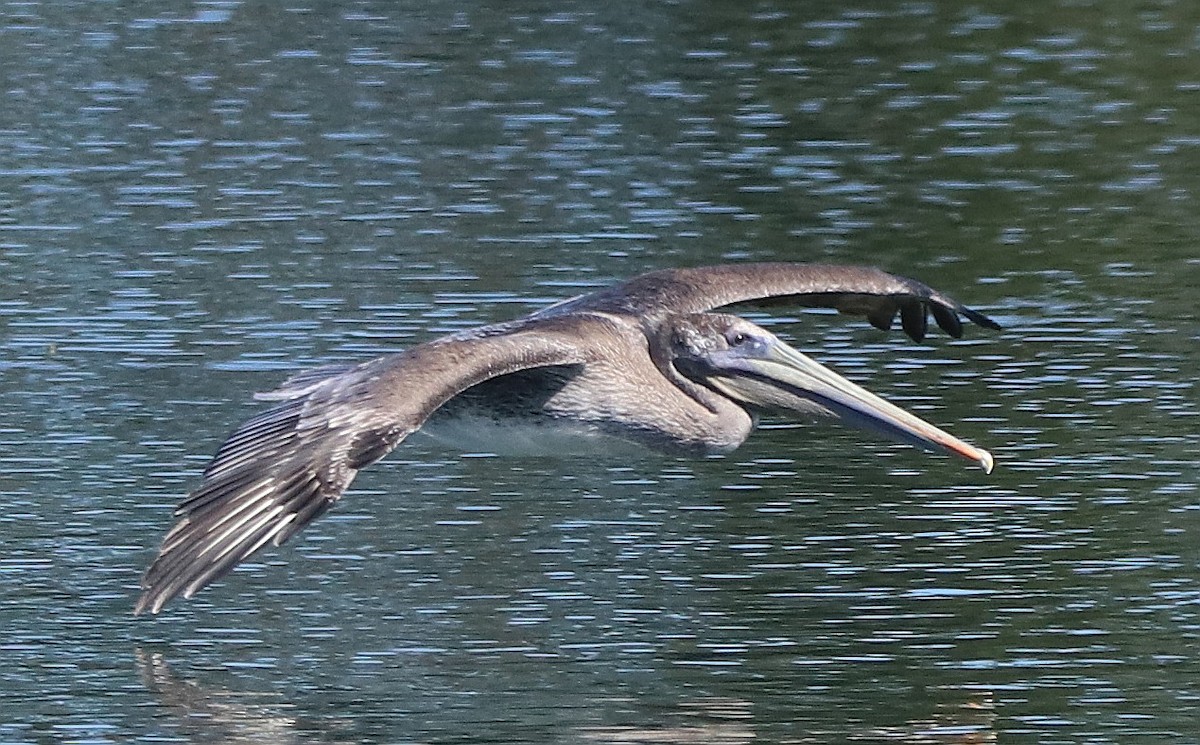 Brown Pelican - Loren Kliewer