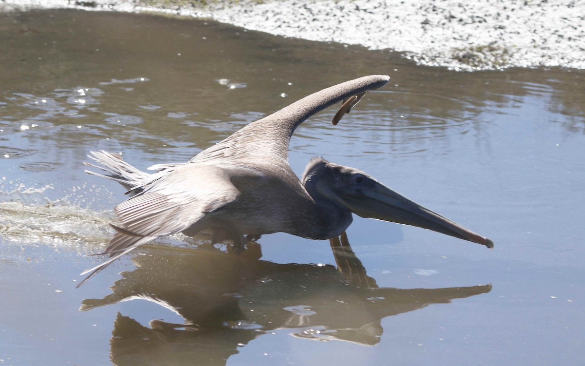 Brown Pelican - Loren Kliewer