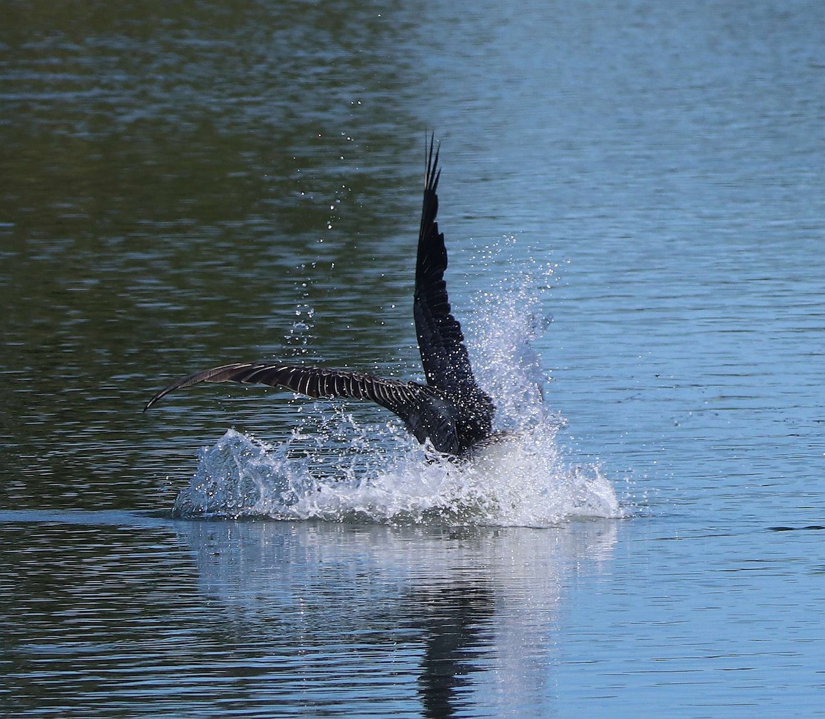 Brown Pelican - Loren Kliewer