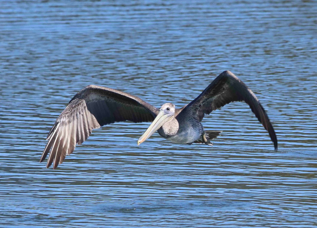 Brown Pelican - Loren Kliewer