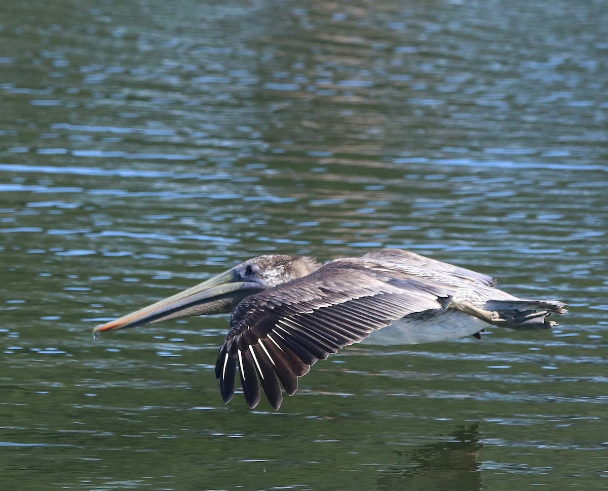 Brown Pelican - ML611374473