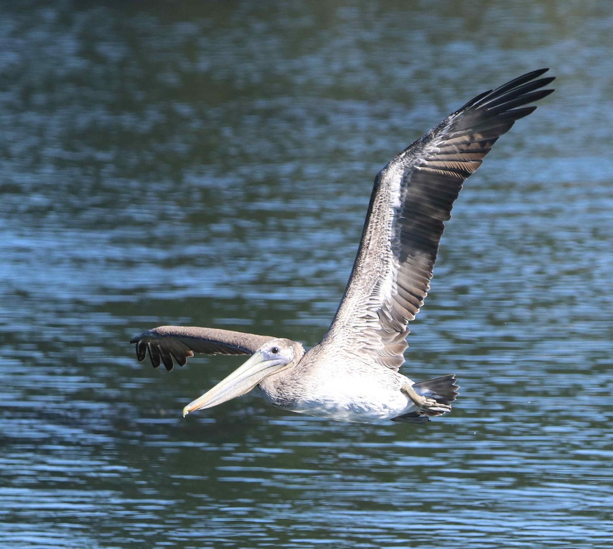 Brown Pelican - ML611374474