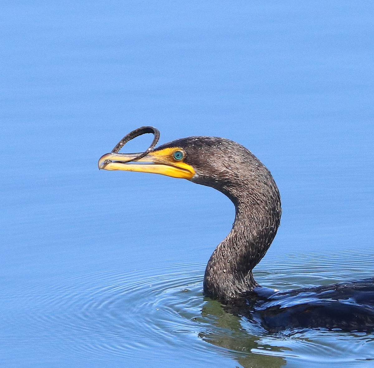 Double-crested Cormorant - ML611374494