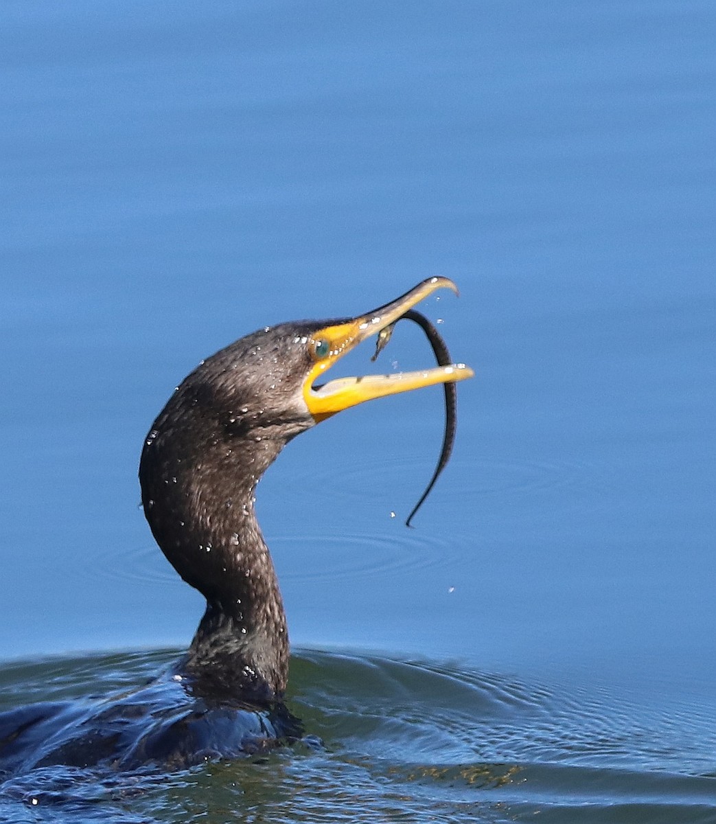 Double-crested Cormorant - ML611374496