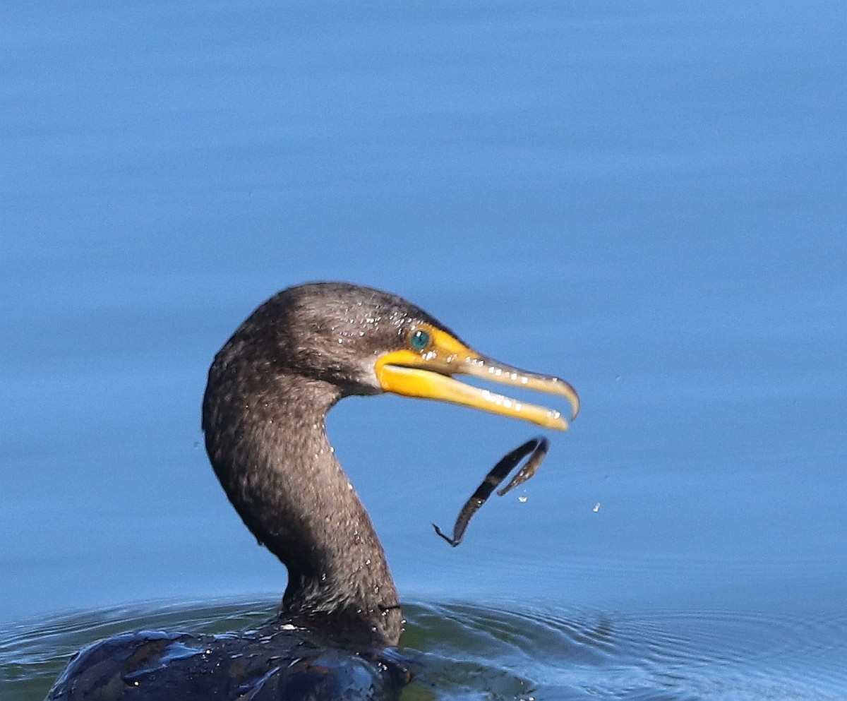 Double-crested Cormorant - ML611374497