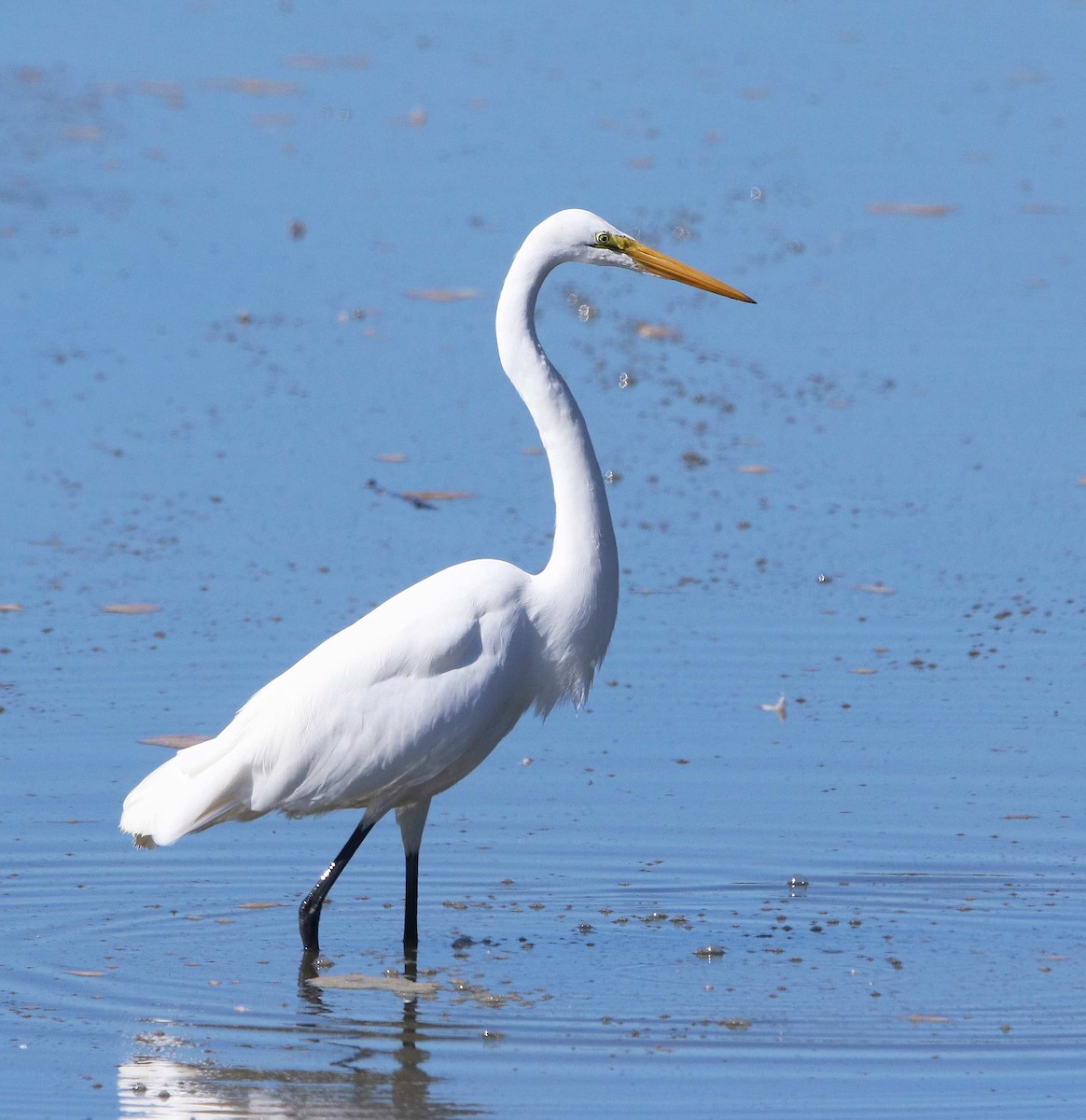 Great Egret - ML611374531