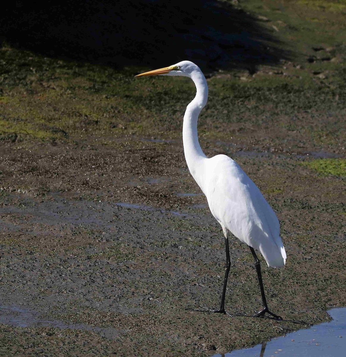 Great Egret - ML611374532