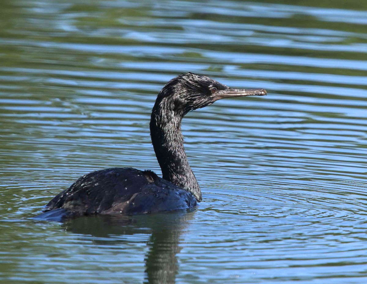 Pelagic Cormorant - ML611374579