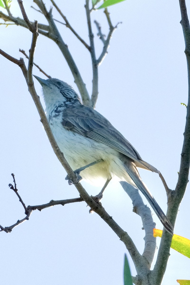 Striped Honeyeater - ML611374610