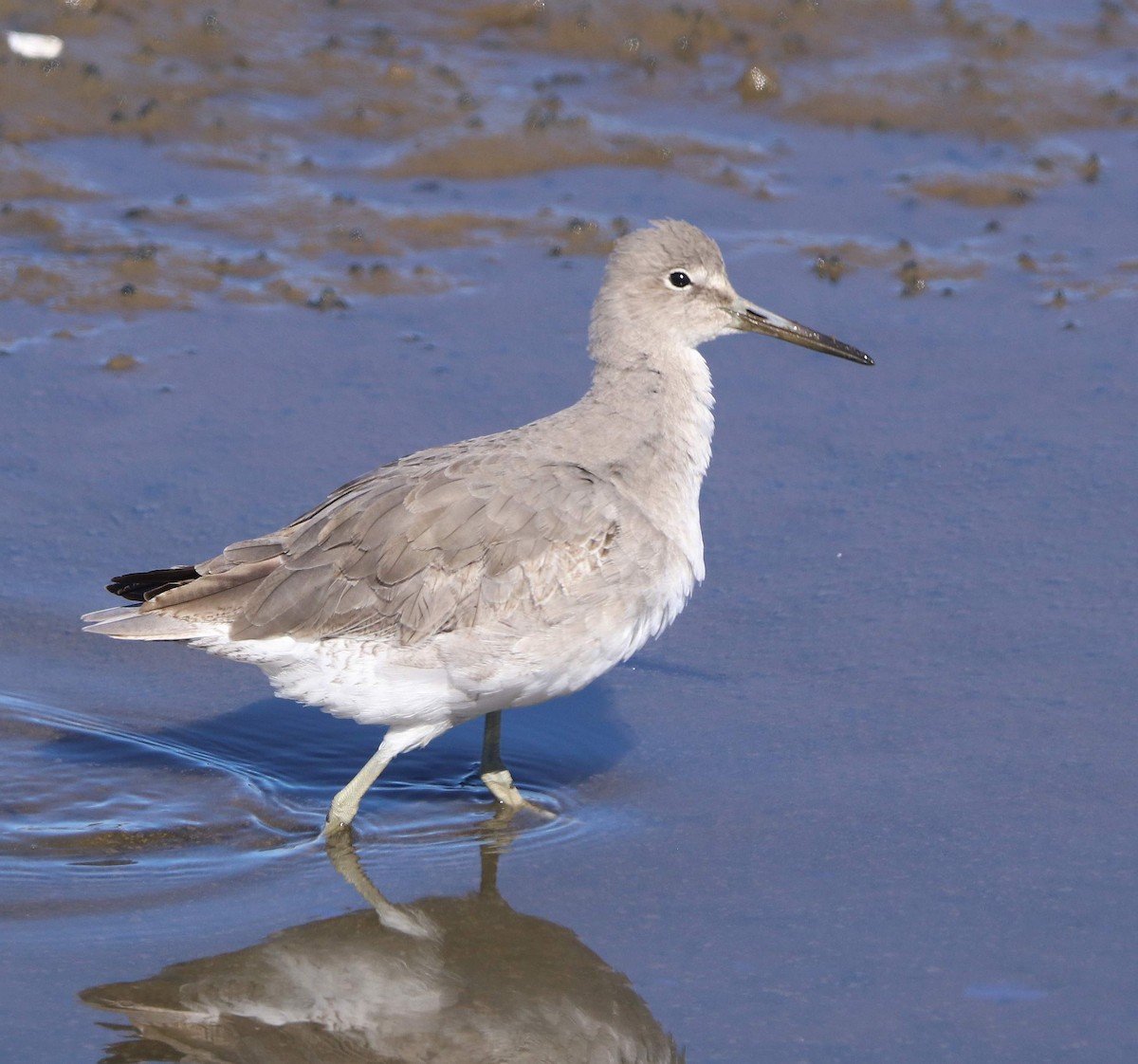 Willet - ML611374689