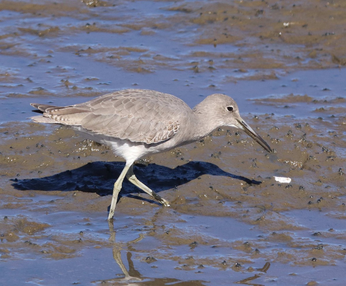 Willet - ML611374690