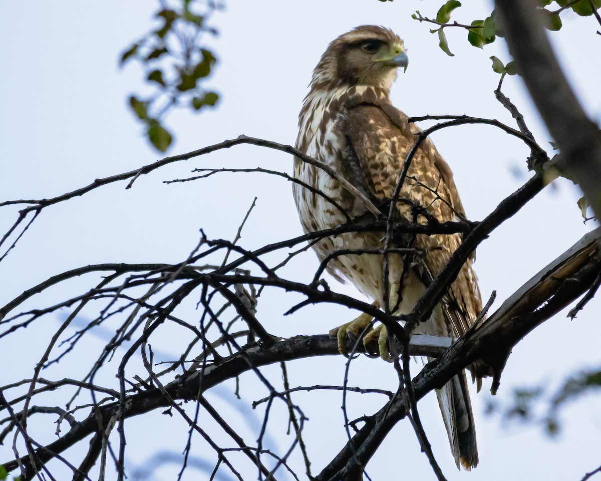 Harris's Hawk - ML611374716