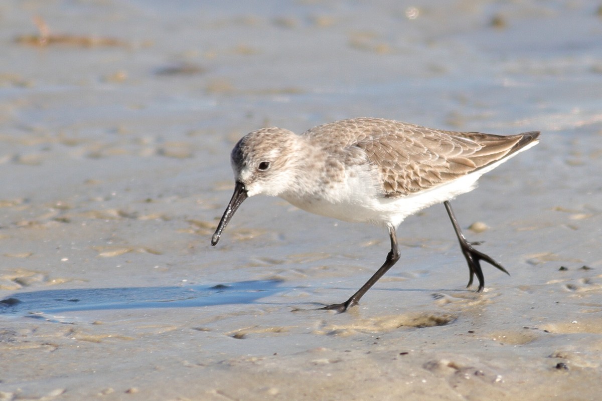 Western Sandpiper - ML611374732