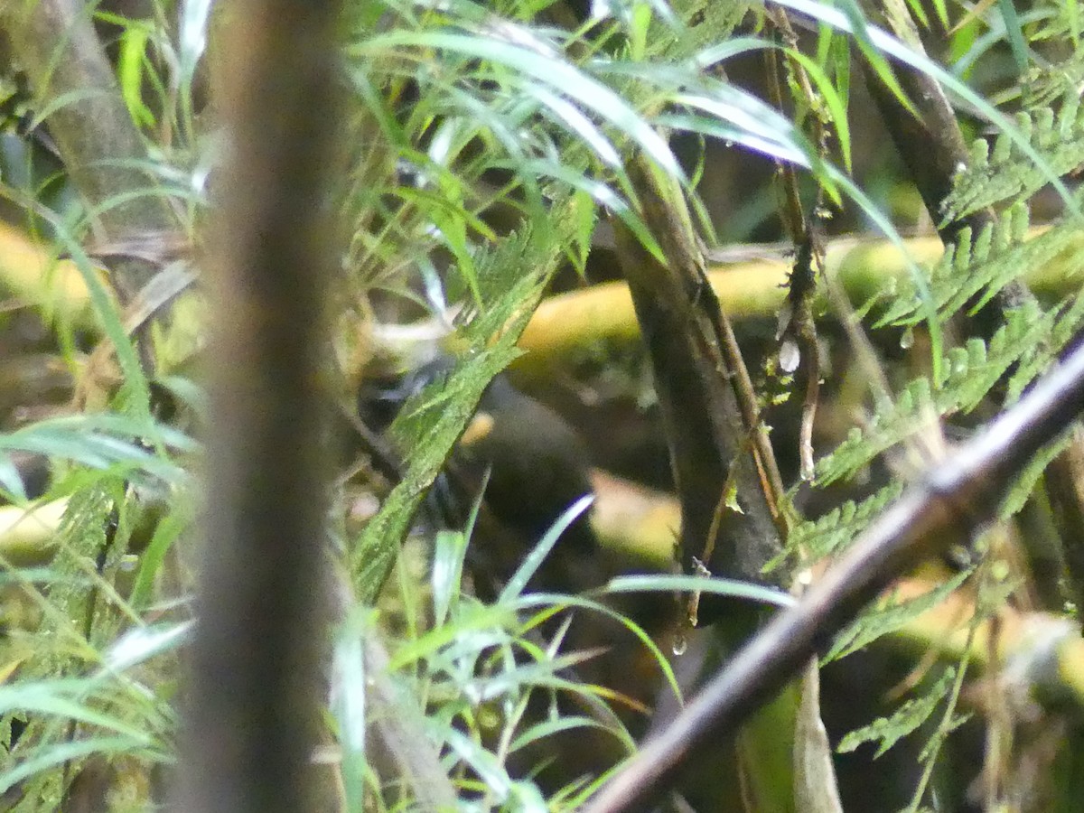 Crescent-faced Antpitta - ML611374922